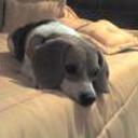 Susy