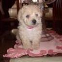 Bobby