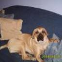 Chica