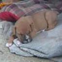 Dairon hijo de drako y luu