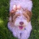 Tobi