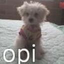 Copita