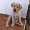Nela