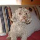 Chispi