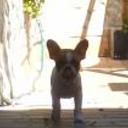Lola