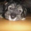 Ringo