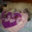 Chula