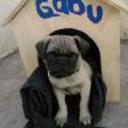 Gabu