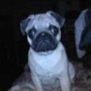 Chula
