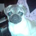 Lola
