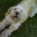 Tomy
