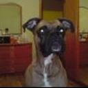 Brutus