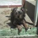 Romeo