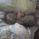 Romeo
