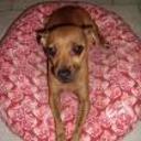 Canela