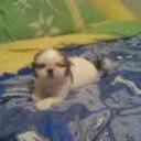 Snoopy  urquilla