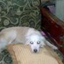 Trushka