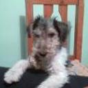 Pipi