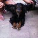 Cockie
