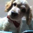 Falkor