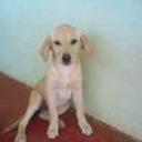 Greta