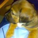 Bruno