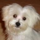 Sacha