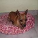 Canela