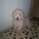 Coqui