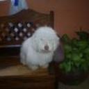 Coqui