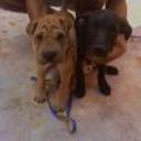 Choker y baxter