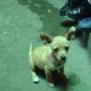 Pipo