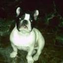 Duque