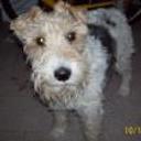 Josue