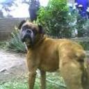 Hercules