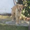 Queco badanas