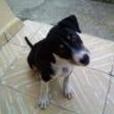 Jopy