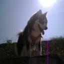 Lobo p