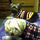 Tammy tu y toffee