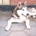Skay