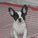 Fito