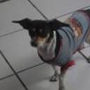 Junior