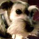 Dolly