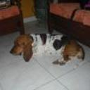 Sachi