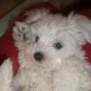 Teddy