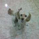 Viki