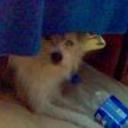 Felipe