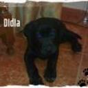 Didia