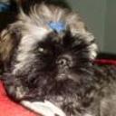 Peluche