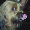Peluche